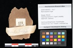 Foto (Objekt + Etikett) von Myrica lignitum Unger (NHMW-GEO-2024-0188-0623)